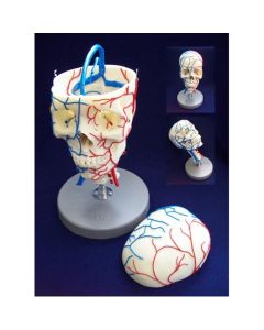 Vascular Skull Model [Pack of 1]