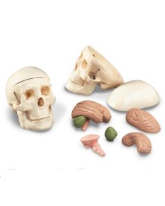 Miniature Skull Model With 8-part Brain [Pack of 1]