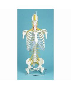 Spine Model with Pelvis, Rib Cage, Humerus and Femur Heads [Pack of 1]