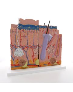 Skin Section Model (X80 enlargement) [Pack of 1 ]