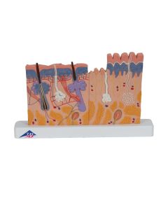 Skin Section Block Model (X 40 enlargement) [Pack of 1]
