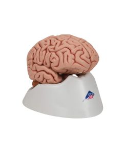 Brain with Arteries Model (9 part) [Pack of 1]