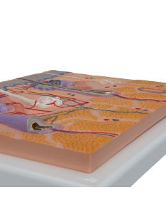 Skin Section Model (X70 enlargement) 1 [Pack of 1]