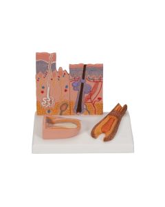 Skin, Hair and Nail Microscopic Structures Model [Pack of 1]