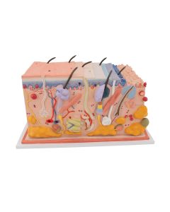 Skin Section Model (X70 enlargement) [Pack of 1]