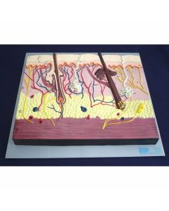 Numbered Skin Section Model (x75 enlargement) [Pack of 1]