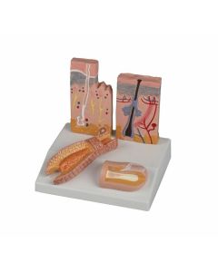 Skin, Hair and Nail Desktop Model [Pack of 1]