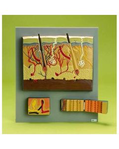 Skin Anatomy Model (4 part) [Pack of 1]