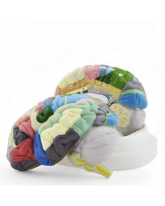 Numbered Coloured Brain Model (2 part) ][Pack of 1]