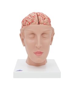 Brain Model with Arteries on Base of Head (8 part) [Pack of 1]