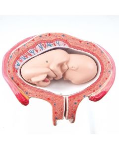 Pregnancy Series, 4th Month Foetus Model (Abdomen Presentation)