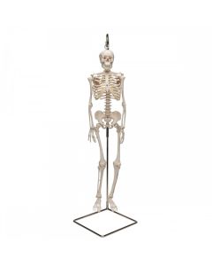 Shorty Mini Skeleton Model on Hanging Stand [Pack of 1]
