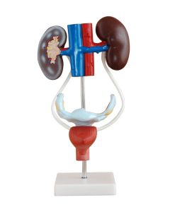 Budget Female Urogenital System Model [Pack of 1]