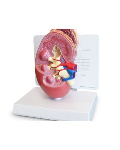 Kidney Anatomy Model (2 times life size) [Pack of 1]