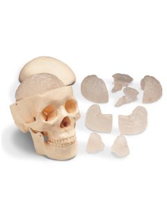 Skull Anatomy Model With 8-part Brain [Pack of 1]