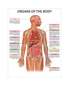 Organs of the Body Chart / Poster - Laminated [Pack of 1]