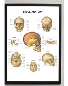 Skull Anatomy Fine Art Framed Print With Mount  A2 Black [Pack of 1]