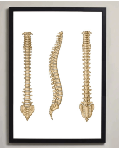 Vertebral Column Anatomy Fine Art Illustration Framed Print With Mount White A1 [Pack of 1]
