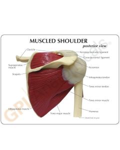 Shoulder Model with Muscles [Pack of 1]