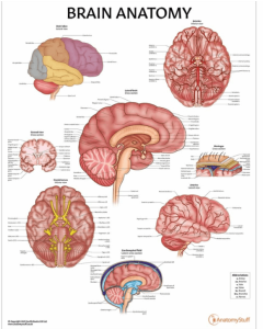 Organs 8 Chart Collection (Laminated) [Pack of 1]