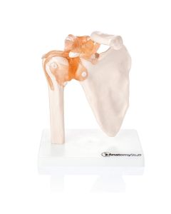 Shoulder Anatomy & Pathology Collection [Pack of 1]