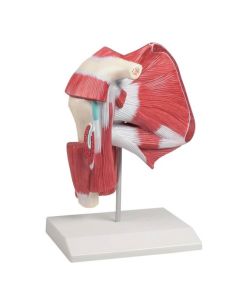 Shoulder Model with Deep Muscles [Pack of 1]