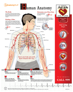 Rescue Human Anatomy Chart / Poster - Laminated [Pack of 1]