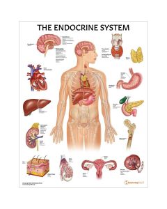 The Endocrine System Anatomy Chart / Poster - Laminated [Pack of 1]