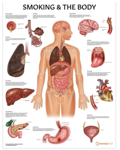 Smoking and The Body Chart / Poster - Laminated [Pack of 1]