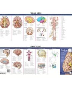 Anatomy of The Brain Study Guide  [Pack of 1]