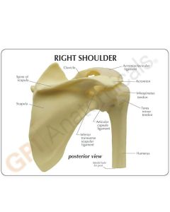 Shoulder Joint Anatomy Model [Pack of 1]