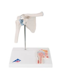 Mini Shoulder Joint Model with Cross-Section [Pack of 1]