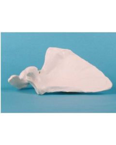 Scapula Bone Model [Pack of 1]