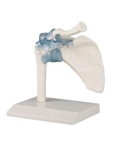 Shoulder Model with Ligaments [Pack of 1]
