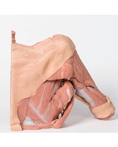  Thoracic Wall and Axilla 3D Printed Anatomy Model [Pack of 1]