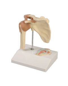 Miniature Shoulder Joint Model with Cross Section [Pack of 1]