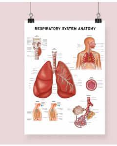 Respiratory System Anatomy Fine Art Framed Print With Mount A2 Natural Wood [Pack of 1]