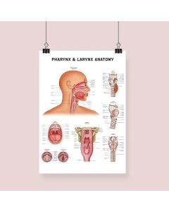 Pharynx & Larynx Anatomy Fine Art Farmed Print (No Mount ) White A1 [Pack of 1]