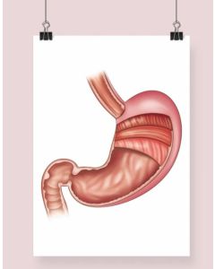 Stomach Anatomy Fine Art Illustration Framed Print With Mount None A4 [Pack of 1]