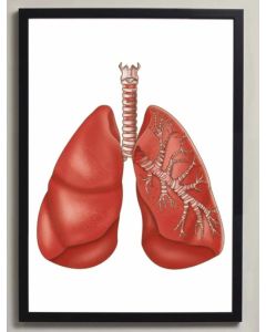 Respiratory System Anatomy Fine Art Illustration Framed Print With Mount A4 Natural Wood [Pack of 1]