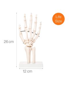 Budget Hand and Wrist Joint Model [Pack of 1]