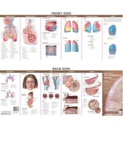 Anatomy & Disorders of The Respiratory System Study Guide [Pack of 1]
