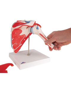 Shoulder Joint Model with Rotator Cuff Muscles (5 part) [Pack of 1]