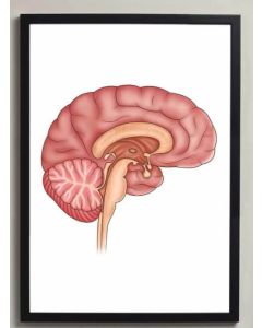 Brain Anatomy Fine Art Illustration Framed Print (no Mount ) Natural Wood A2 [Pack of 1]