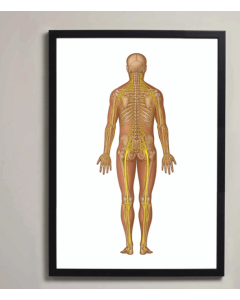 Spinal Nerve Anatomy Fine Art Illustration Framed Print With Mount White A3 [Pack of 1]