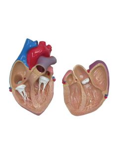 Cutaway Heart Model [Pack of 1]