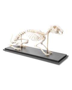 Rabbit Skeleton (Oryctolagus cuniculus var. domestica) [Pack of 1]