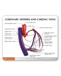 Coronary Arteries and Cardiac Veins Model [Pack of 1]