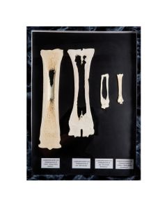 Mammalian Metacarpal and Metatarsal Bones Display [Pack of 1]