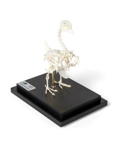 Pigeon Skeleton (Columba Livia Domestica) [Pack of 1]